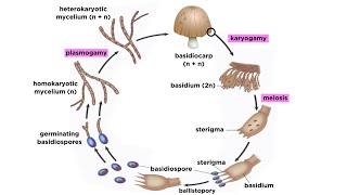 Basidiomycota Part 2 The Mushroom Life Cycle [upl. by Bickart]