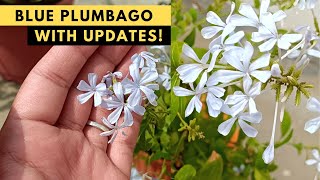 Grow Blue Flowering Shrub Plumbago auriculata in a container with Updates [upl. by Ainival]