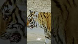 Why do tigers roar [upl. by Nitin]