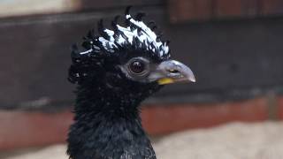 Barefaced Curassow ♀ [upl. by Ransome44]