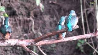 IJsvogels uitvliegen van 2e nest 20130729 Natuurkanaal [upl. by Htiel491]