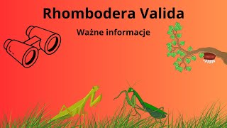 WAŻNE INFORMACJE O MODLISZCE quotRHOMBODERA VALIDAquot [upl. by Noryt]