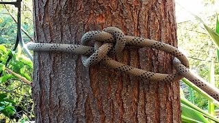 Arborist Knots  How To Tie The Running Bowline Knot [upl. by Ayak]