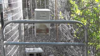 Auto Feed System for Livestock Guard Dogs  LGD  Dog Feeder [upl. by Lissy692]