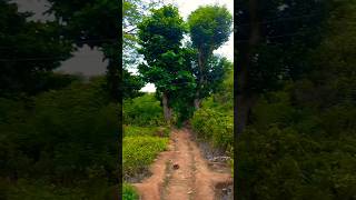 nature gardeningplants plants gardendesign garden shorts trending youtubeshorts [upl. by Atirehc]