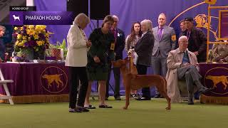 Pharaoh Hounds  Breed Judging 2024 [upl. by Arjun842]