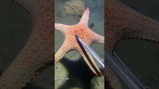 marine animals star fish youtubeshorts shortsfeed shorts [upl. by Aitnauq]