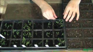 How to Transplant Tomatoes From Bulk [upl. by Solnit572]