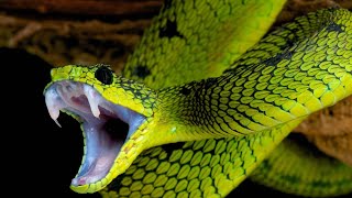 top 10 Snake attack Eat a huge 🐸🐸🐸 [upl. by Wattenberg]