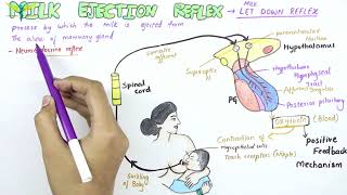 Milk Ejection Reflex  Physiology [upl. by Belier]