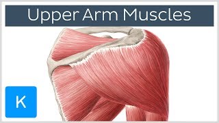 Muscles of the upper arm and shoulder blade  Human Anatomy  Kenhub [upl. by Dale831]