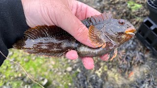 Light rock fishing Cornwall my PB Tompot blenny fish [upl. by Alolomo]