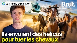 Pourquoi ce pays est en guerre contre les chevaux [upl. by Woods]