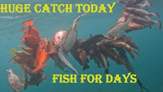 Huge catchsolo spearfishing in Grenada [upl. by Newnorb795]