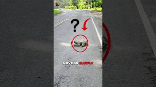 Why Do Sloths Moves So Slowly🤔  Discover their secret survival strategy [upl. by Christy]