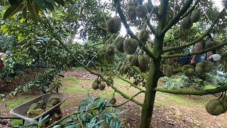 Vietnamese durian has entered the harvest season4 [upl. by Rahel992]