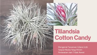 Tillandsia Cotton Candy Tanaman Udara Tanpa Media Yang Minim Perawatan [upl. by Thorner255]