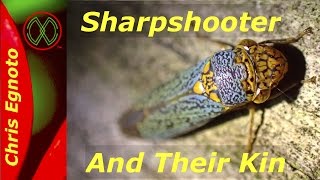 The coolest Blue yellow and orange insect Sharpshooters and Their Kin [upl. by Ocirrej]