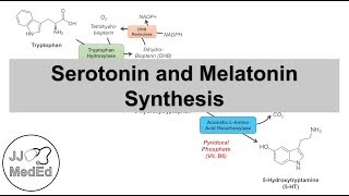 Serotonin and Melatonin Synthesis  Tryptophan Metabolism [upl. by Rheba990]