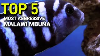 TOP 5 Most Aggressive Malawi Mbuna Cichlids [upl. by Yllac]