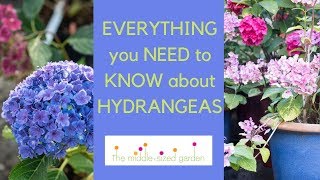 Hydrangeas  everything you need to know about growing hydrangeas in your garden [upl. by Anrym]