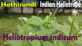 Heliotropium indicum  Hathisundi Indian heliotrope Ayurveda for Skin Fever and Joints Pain [upl. by Lauder]