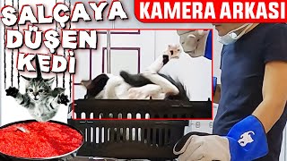 Salçaya Düşen KEDİ Mİ OLUR 😃 İŞTE KAMERA ARKASI  DoBiDa Kamera Arkası [upl. by Hanforrd]