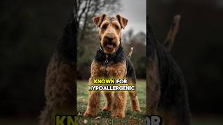 Big Dogs Less Fur Top 5 LowShedding Breeds [upl. by Alvis]