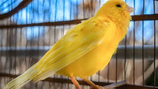 The ultimate canary singing video from a legend  Powerful training song [upl. by Nnylakcaj690]