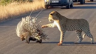 Hungry Leopard Gets Defeated By Prickly Porcupine [upl. by Eelek]