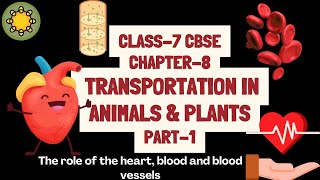 Chapter 8  Transportation System in Plants and Animals  Science Class 7 NCERT CBSE [upl. by Allisirp]