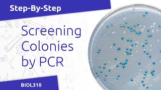 Colony PCR Protocol BIOL310 [upl. by Snider550]