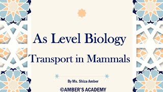 A Level Biology Transport in Mammals  Cambridge 9700  Part 2 [upl. by Bernardi]