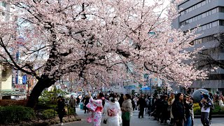 2024 Cherry blossoms in Ueno park Tokyo city Japan  Japan Walk [upl. by Ymeon]