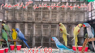 Lutino alexandrine  Yellow Raw  Blue alexandrine  Blue Raw  Ringneck amp Raw Breeding Farm Multan [upl. by Aklog]