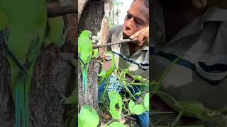 A Single Father in the World – A journey find parrot nest part 02 parrot swiftparrot birds [upl. by Liatnahs]