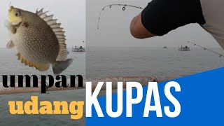 Mancing ikan baronang dan kiper di bagan [upl. by Adias863]