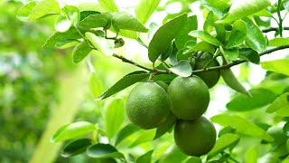 Discover How I Harvested Limes from the Tree  You Wont Believe It [upl. by Merrow]