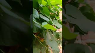 Is paudhe ka 🌿🌿naam Mani plant 🍀🍀 hai ☘️☘️ [upl. by Hourigan667]