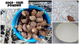 How To Make Cocoyam Flour at Home amp Uses of cocoyam [upl. by Esyahc]