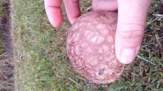 Mushroom Foraging Calvatia cyathaformis purplespored puffball [upl. by Mccullough]