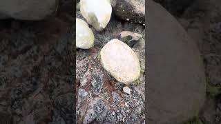 Goonies geology 101 Concretions in mudstone [upl. by Sevy]