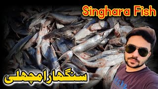 Singhara Fish vlog33 moonkhan444 [upl. by Cary]