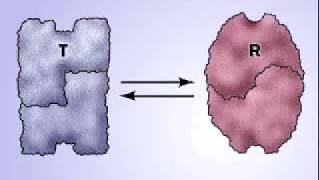 Allosteric regulation and feedback loops  Biomolecules  MCAT  Khan Academy [upl. by Ittak]