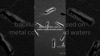 Bacillus Gram Positive Bacteria [upl. by Jacob]