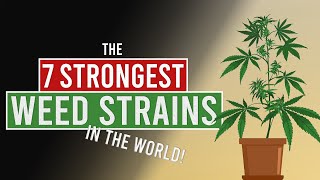 The 7 STRONGEST WEED Strains in the World [upl. by Shiverick]