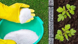 See What Happens When You Add Epsom Salt To Your Plants [upl. by Randy]