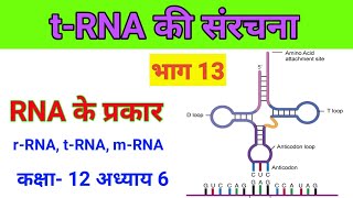 Types of RNA Structure of t RNA tRNA की संरचना [upl. by Sipple474]