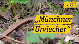 Tierisch München Projekt „Münchner Urviecher“ soll heimischen Amphibien und Reptilien helfen [upl. by Isidor]