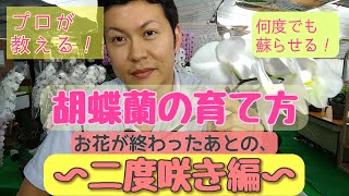 茎を切るだけで二回目の花が咲く！胡蝶蘭の育て方【管理方法】の二度咲き編です。生産者がわかりやすく教える胡蝶蘭の育て方。byクマサキ洋ラン農園 [upl. by Yle]